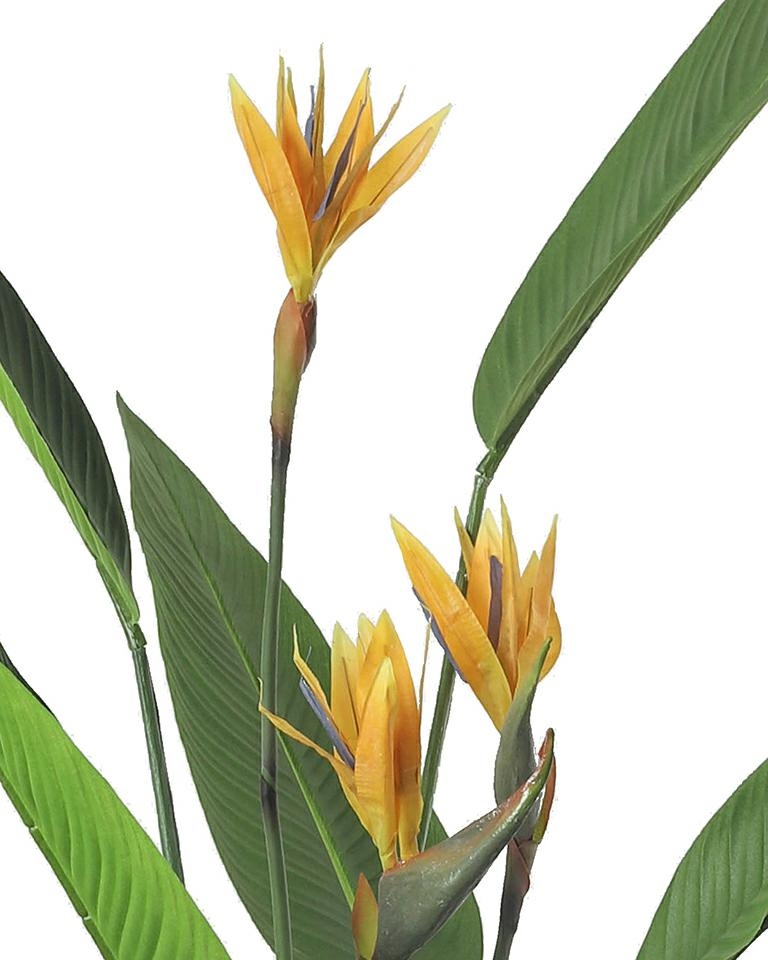 51684_rosilnka1_1.jpg